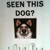 138882 - Popular Flyers, posters, funny, humor, lol - 2
