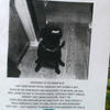 138930 - Flyers, posters, funny, humor, lol