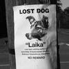 138898 - Popular Flyers, posters, funny, humor, lol - 2