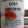 162949 - Unmoderated Flyers, posters, funny, humor, lol - 1