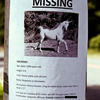 138874 - Flyers, posters, funny, humor, lol
